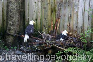 alaska-bald-head-eagle