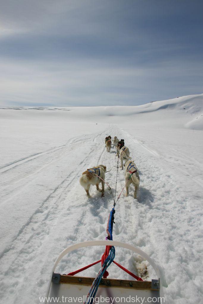 alaska-dog-sled-2