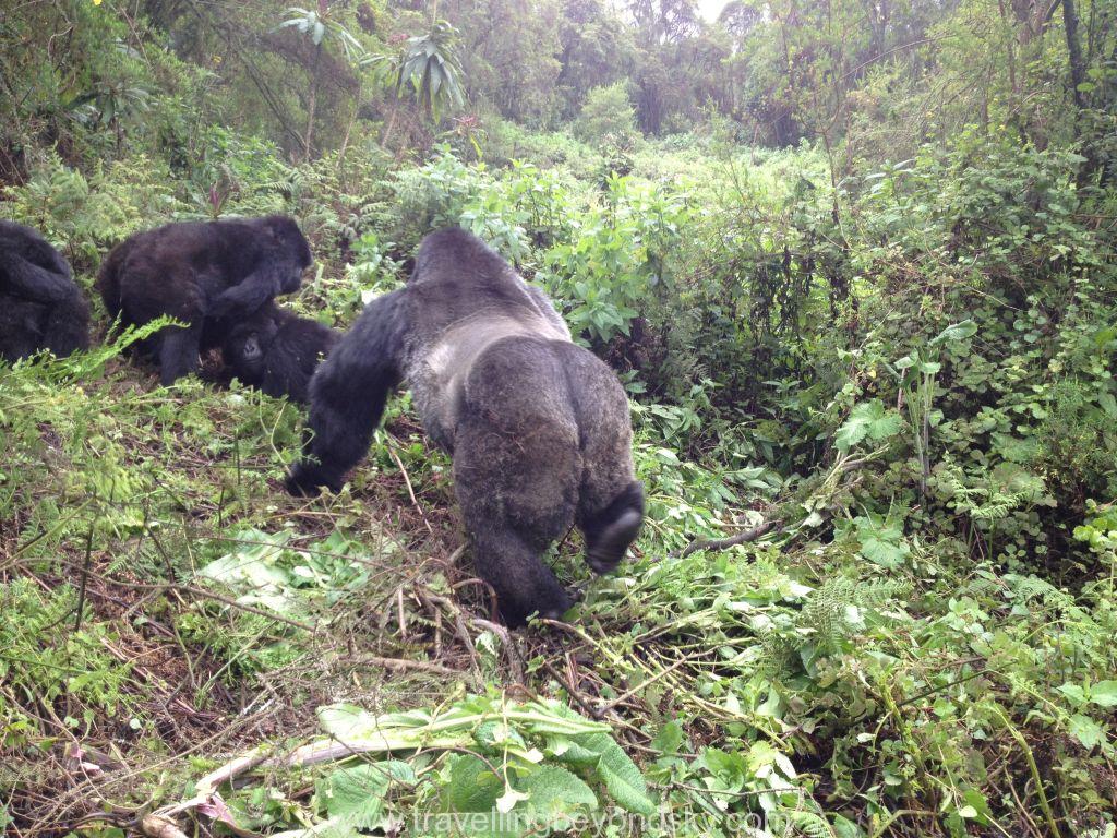gorilla-silverback-rwanda-1