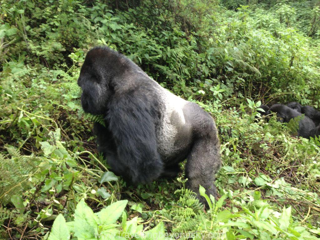 gorilla-silverback-rwanda-2