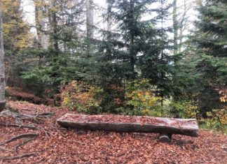 สิ่งประหลาดในป่าที่ Bachtel