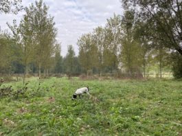 ตามล่าหา Truffle เห็ดราคาทองคำที่ Alba อิตาลี