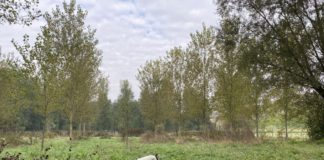 ตามล่าหา Truffle เห็ดราคาทองคำที่ Alba อิตาลี