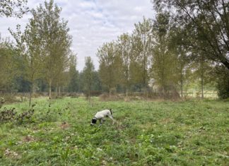 ตามล่าหา Truffle เห็ดราคาทองคำที่ Alba อิตาลี