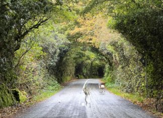 ธรรมชาติและวิวอันเป็นมหากาพย์ของ Ireland