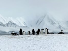 รีวิวทริป 𝔸𝕟𝕥𝕒𝕣𝕔𝕥𝕚𝕔𝕒 – The White Continent ฉบับเต็ม