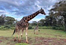 ทริป Kenya ที่มีดีมากกว่าซาฟารี