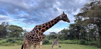 ทริป Kenya ที่มีดีมากกว่าซาฟารี