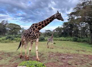 ทริป Kenya ที่มีดีมากกว่าซาฟารี