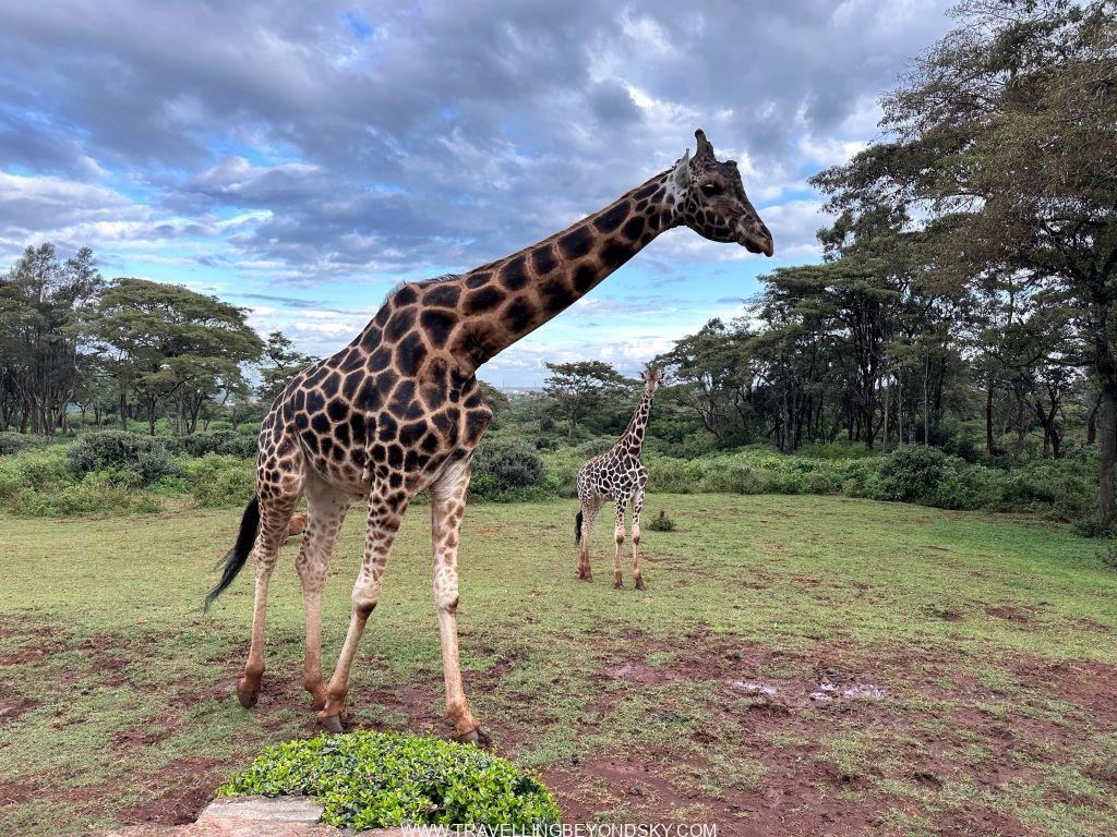 Kenya 1